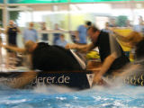 Bild: indoor-cup 721.jpg